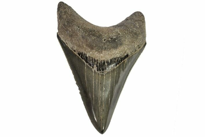 Serrated, Lower Fossil Megalodon Tooth - Georgia #107263